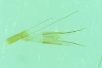 Blastobasis glandulella