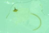 Blastobasis glandulella