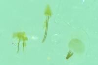 Isophrictis striatella