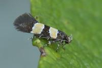 Goidanichiana jourdheuillella