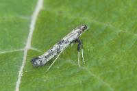 Caloptilia populetorum