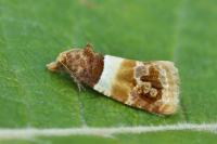 Epinotia festivana