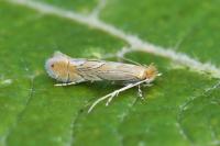 Phyllonorycter messaniella