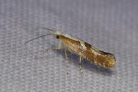 Argyresthia pruniella