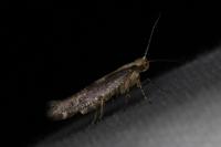 Argyresthia conjugella