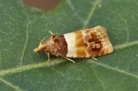Epinotia festivana
