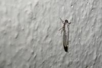 Yponomeuta sedella