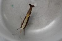 Ypsolopha dentella