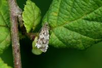 Celypha lacunana