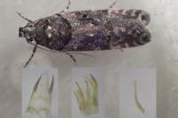 Teleiopsis diffinis
