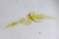 Coleophora congeriella