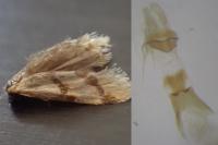 Aethes bilbaensis