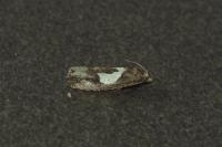 Epiblema foenella