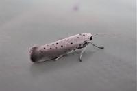Yponomeuta rorrella
