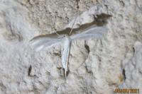 Pterophorus pentadactylus