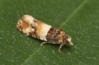 Lobesia bicinctana