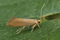 Crassa unitella