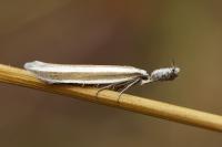 Pleurota aristella