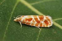 Rhyacionia pinicolana