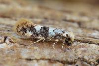 Infurcitinea atrifasciella