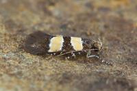Goidanichiana jourdheuillella