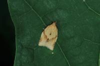 Clepsis consimilana
