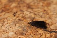 Lecithocera nigrana