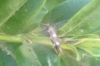 Scythris scopolella