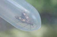 Scythris scopolella