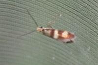 Micropterix aglaella