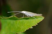 Coleophora