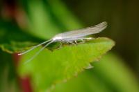 Coleophora