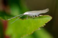 Coleophora