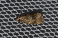 Celypha lacunana