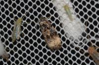 Endothenia gr. gentianaeana