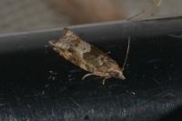 Rhopobota naevana