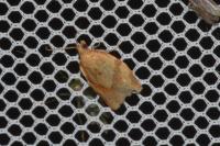 Clepsis consimilana
