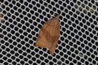 Pandemis dumetana