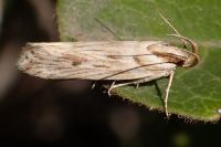 Stomopteryx detersella