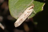 Stomopteryx detersella