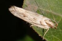 Stomopteryx detersella