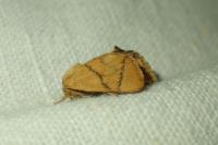 Apoda limacodes