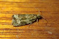 Celypha lacunana