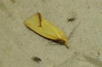 Agapeta hamana