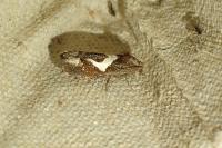 Epiblema foenella