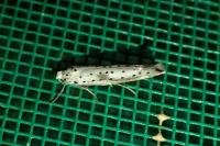 Yponomeuta irrorella