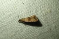 Celypha striana