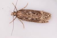Gelechia sororculella
