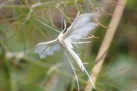Pterophorus pentadactylus