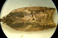 Acleris umbrana